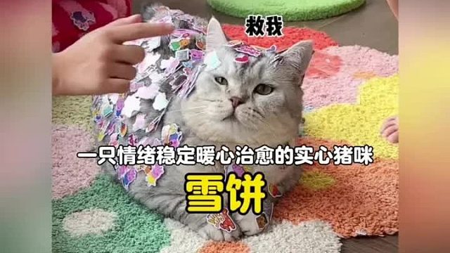 一只情绪稳定暖心治愈的实心猪咪