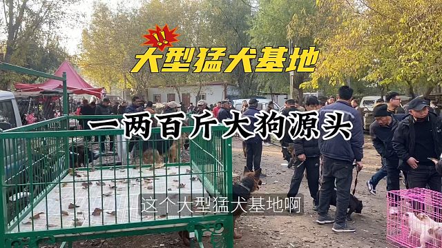 逛大型猛犬基地，大猛犬爱好者的好去处！一两百斤大型猛犬源头！