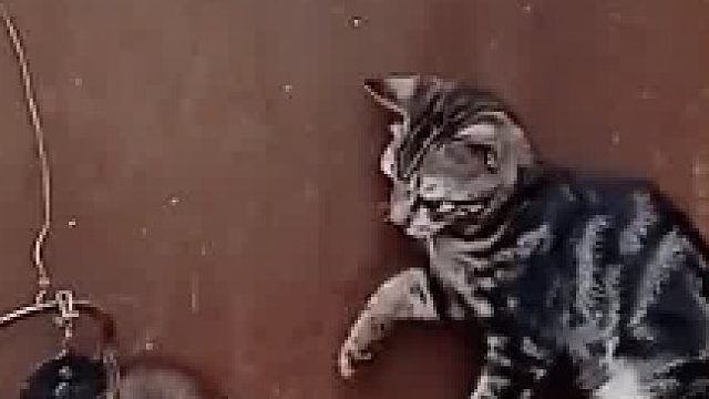 猫：我也是只用一个手，别说我欺负你!