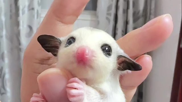 好可爱的小团子