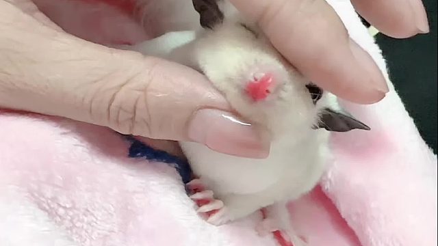 手动催眠，可还行