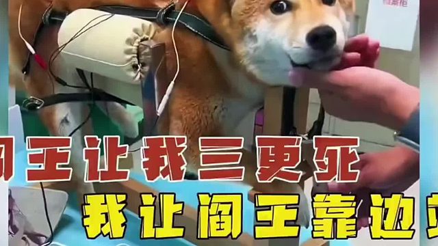 当一条倒霉的小狗遇上了倔强的铲屎官