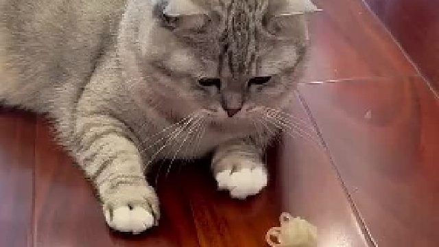 乖巧的猫咪正等着开饭，快来一起撸猫吧！