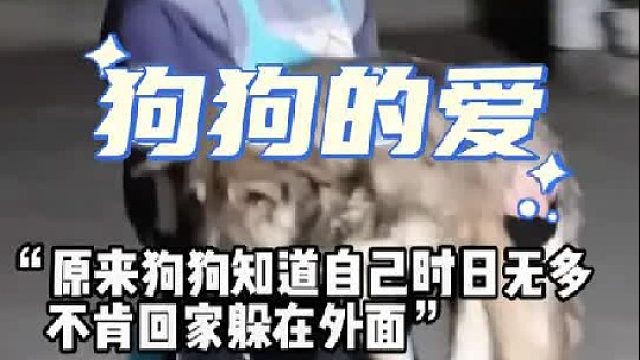 “不吠家中人，不在家中死守护家里十五年选择自己离开”