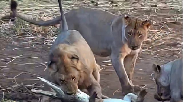 鳄鱼爬到陆地偷袭狮子，不料结局悲剧了