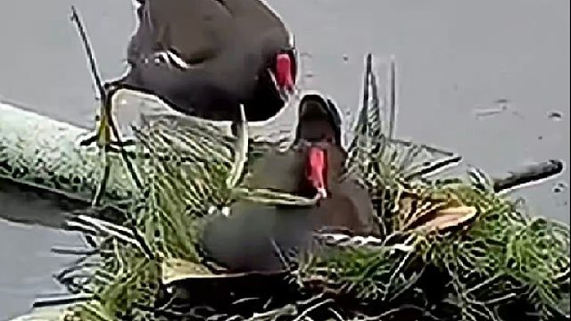 野鸟为即将临盆的媳妇搭建鸟窝