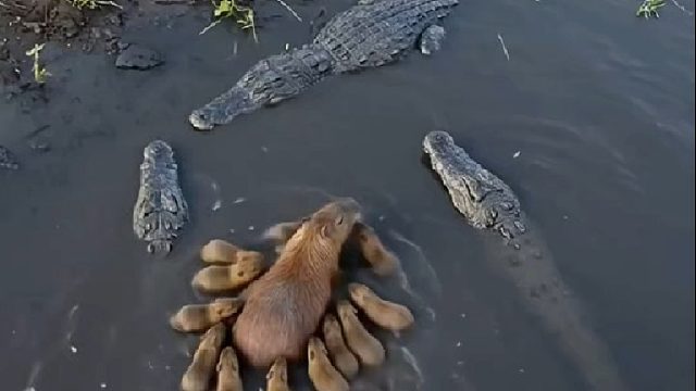 霸气凌凌的卡比巴拉简直太可爱了