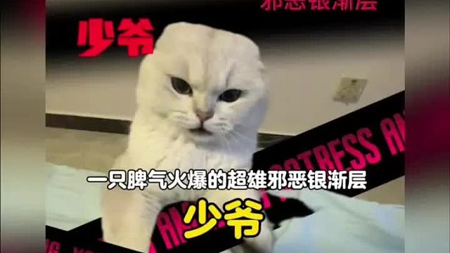 一只脾气火爆的邪恶银渐层，一言不合就是干