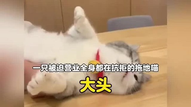 一只被迫营业全身都在抗拒的拖地喵