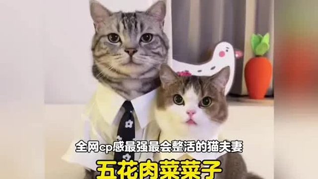 全网最有cp感最会整活的猫夫妻，打情骂俏的日常堪比一部甜宠剧