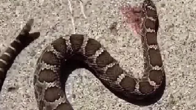 蛇头一般都埋土里，刚断头那会是有肌肉反应的，碰到什么咬什么，跟甲鱼一样，头断了还咬着不放