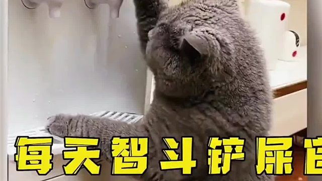 应该是全网最能作妖的猫了