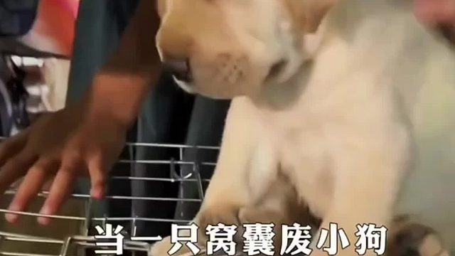 遇到了同样窝囊的主人