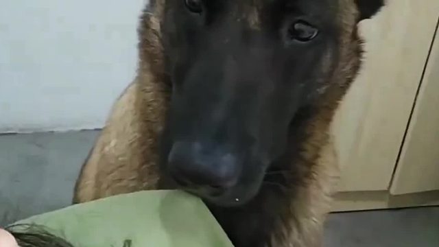 原来当代人训狗主打的就是一个叛逆