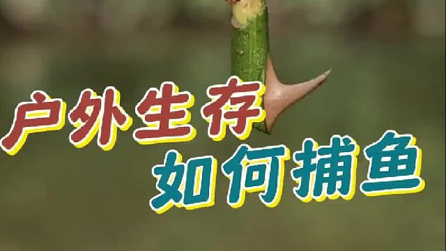 户外生存，没有渔具如何捕鱼