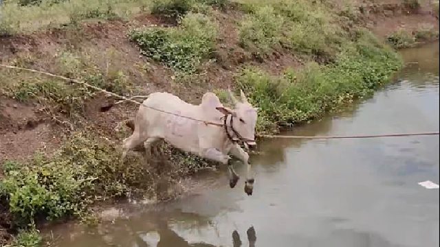 白牛尽管跳进河里也逃不掉拉车比赛的命运