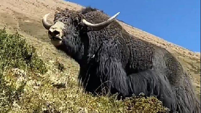 牛界当中当之无愧的牛中霸主