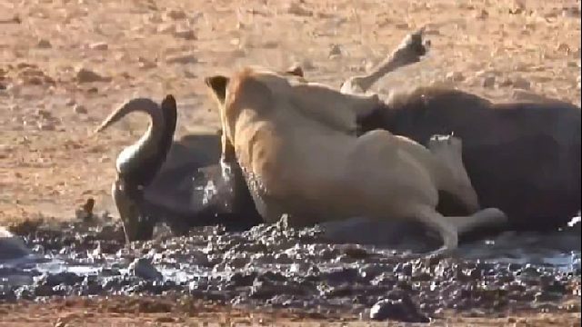 母狮悄摸捕击角马