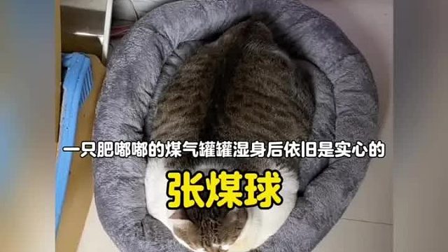 一只肥嘟嘟的实心猪咪，用实力证明没有一口猫粮是白吃的