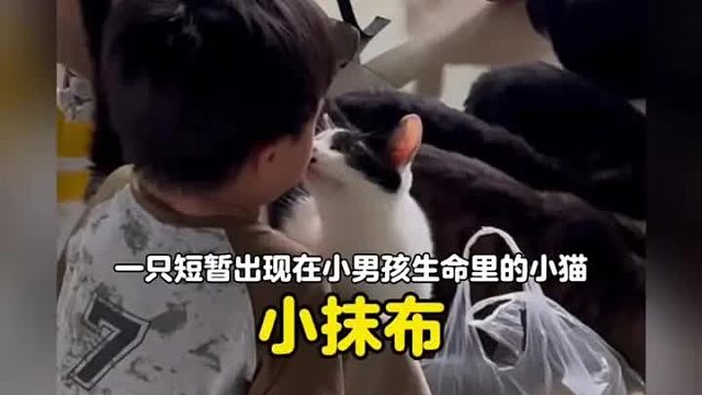 一只短暂出现在小男孩生命里的小猫，却给他上了最宝贵的一课
