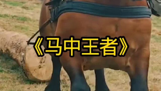 马中王者