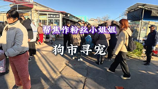 带焦作粉丝小姐姐狗市寻宠，全程带着精心挑选！寻得满意爱犬！