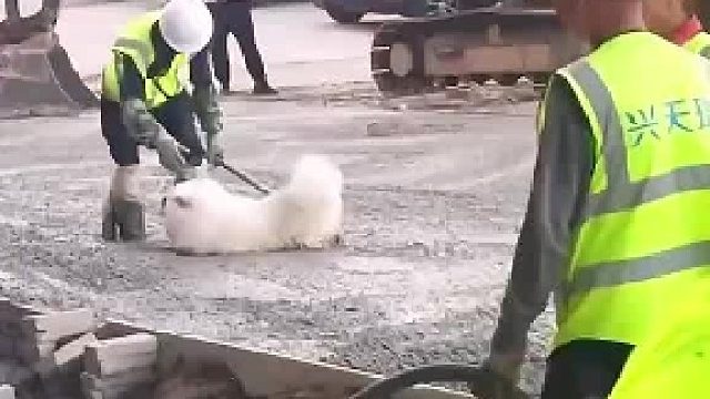 一个个，真是让人操碎了心