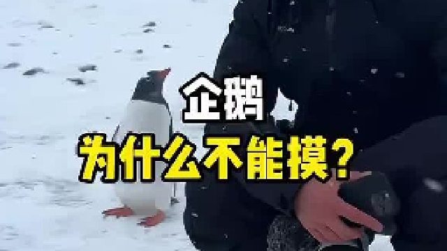 为什么不能摸企鹅？