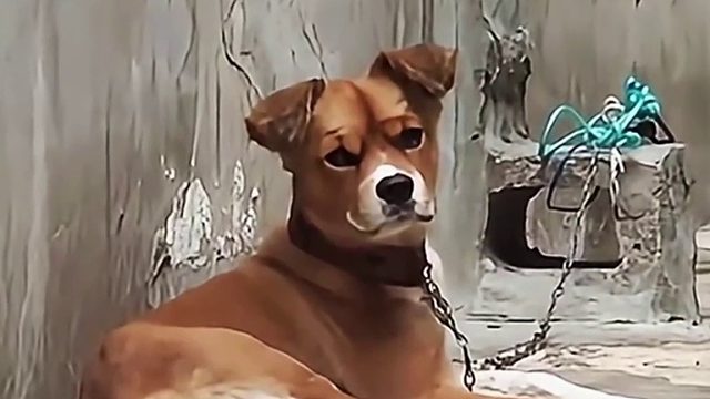 这只狗每天都会被主人无情虐待