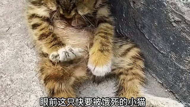 小猫仅仅几个月大就被抛弃