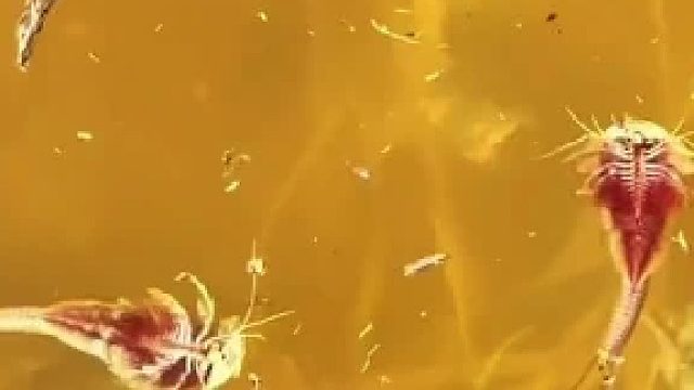 稻田里的活化石，听说水质好才有