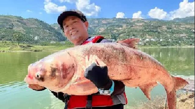 重庆奉节探钓野生巨型鲢鳙（一）