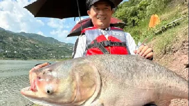 重庆奉节挑战巨型鲢鳙（二）