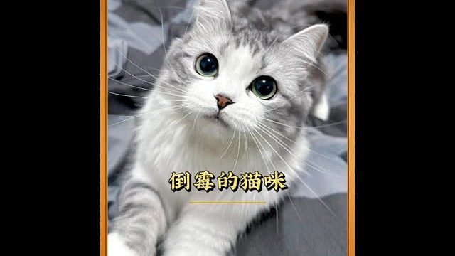 摆拍绝对是摆拍，怎么会有小猫这么倒霉