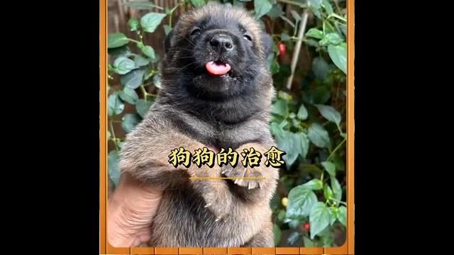 世界破破烂烂，小狗缝缝补补