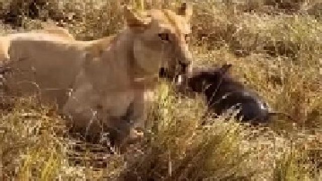 疣猪一家实在太惨了，被几只狮子一窝端！