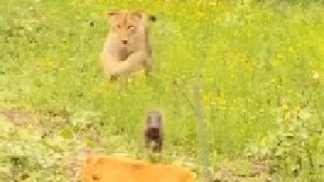 小疣猪躲过了狮子的埋伏，却逃不过花豹的魔爪！