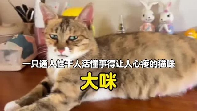 一只懂人话干人活懂事得让人心疼的猫咪，难怪这么讨人喜欢