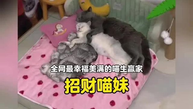 全网最恩爱最会过日子的猫夫妻，这恋爱算是让它俩谈明白了