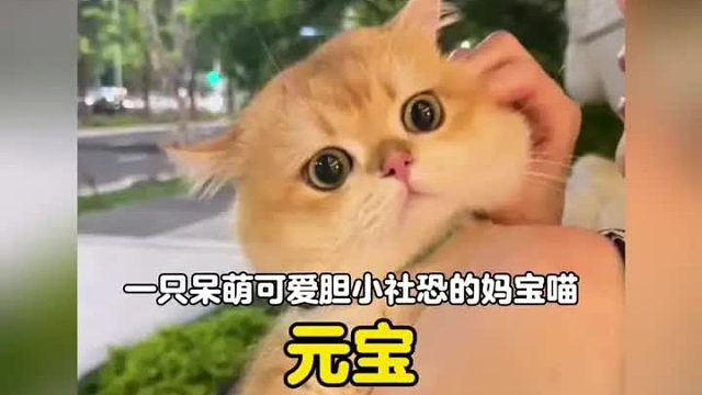一只呆萌可爱胆小社恐的猫宝喵，只要出门就会紧紧抱住主人胳膊