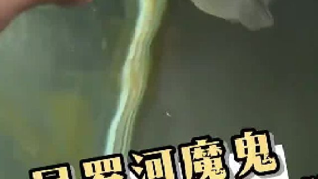 给尼罗河魔鬼，驯成尼罗河小狗了