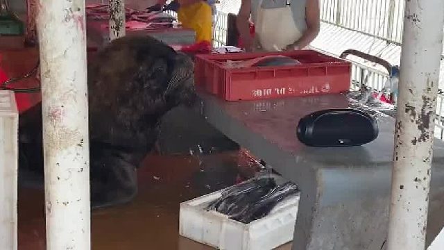 守规矩的南海狮，被人喜欢，却招狗子嫉妒