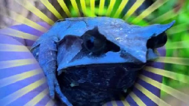 被宠物打了，有没有打回去但不会打死的办法