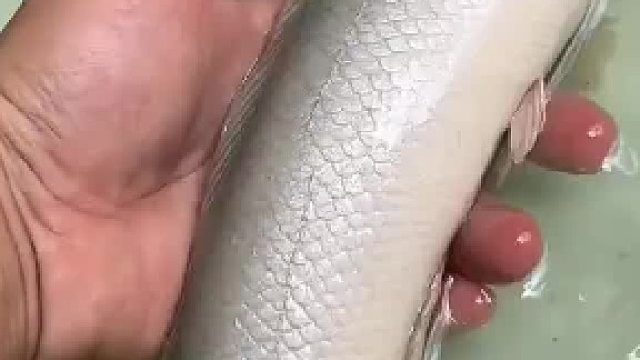 放条40厘米公的白化雷龙下井，给之前放的母(1)