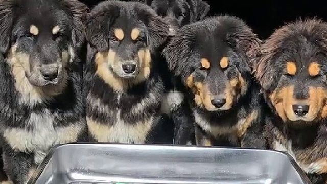 零下25°狗狗户外吃黄焖鸡盖饭是什么体验