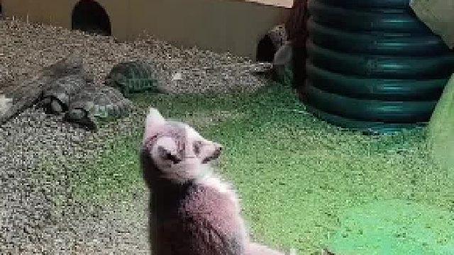 为什么狐獴像个打坐的武林高手，还会对着太阳施法？