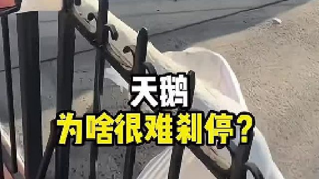 为啥天鹅降落很难刹停？