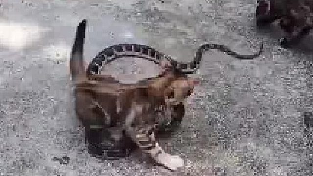 传说中的：好奇害死猫