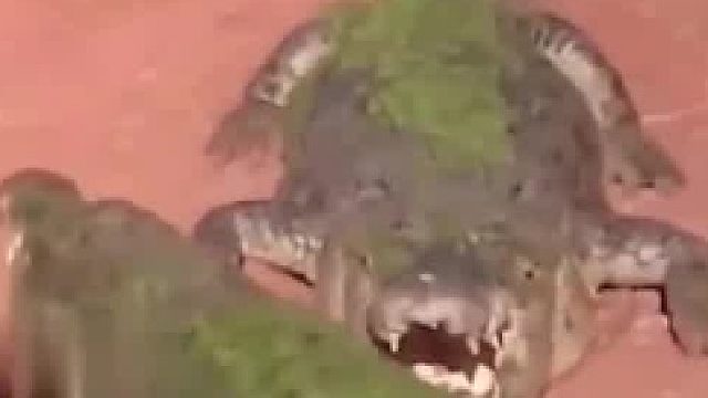 鳄鱼：兄弟，你怎么把我腿吃了