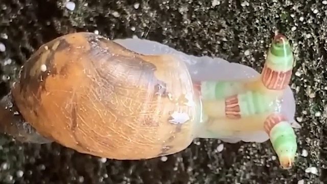 寄生蜗牛吸虫通过寄生蜗牛的方式转移到鸟体内，借用鸟的肠道完成繁殖 #全网热点共创计划#